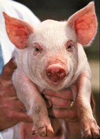 cute_pig_small